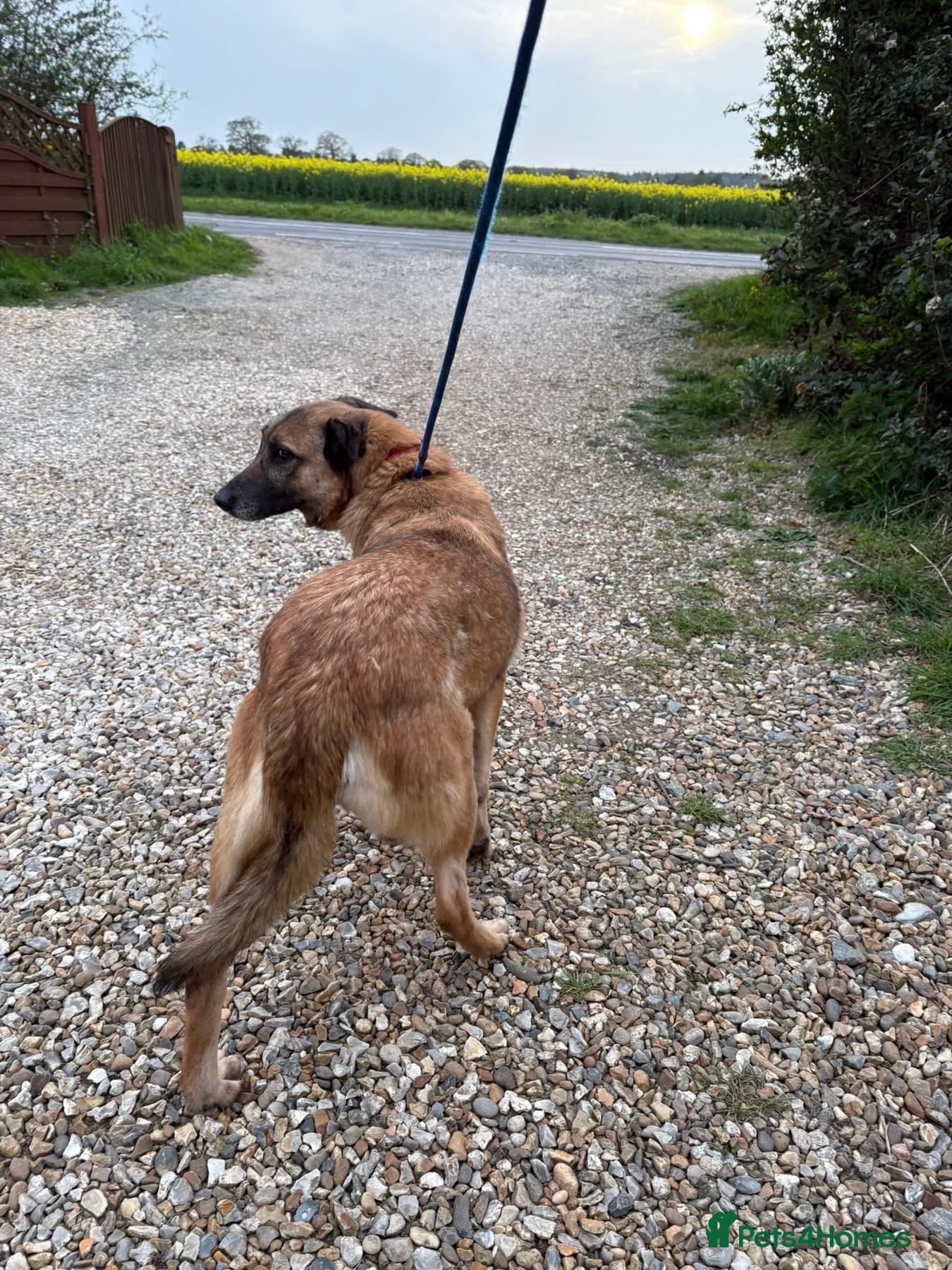 Thelma - Norwich Norfolk photo 6