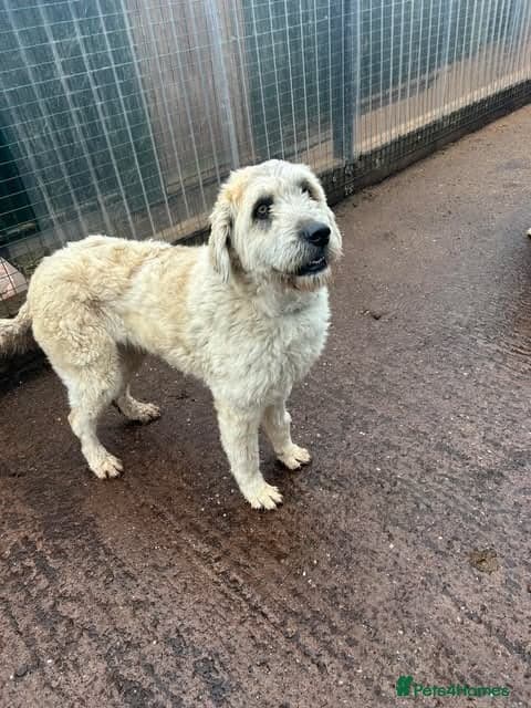 Meet Mira, currently residing in Cheshire — Mixed Breed