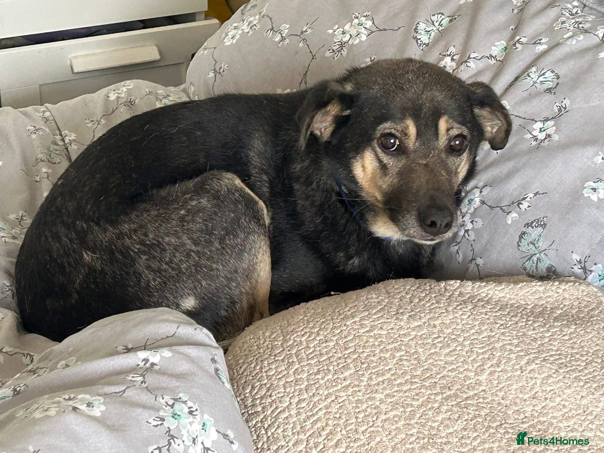 Joey - Norwich Norfolk photo 2