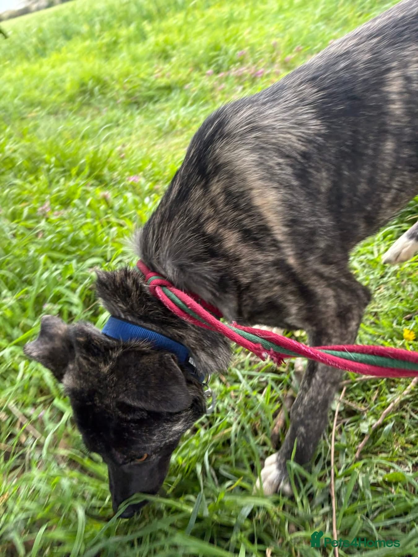 Jasper - Norwich Norfolk photo 2