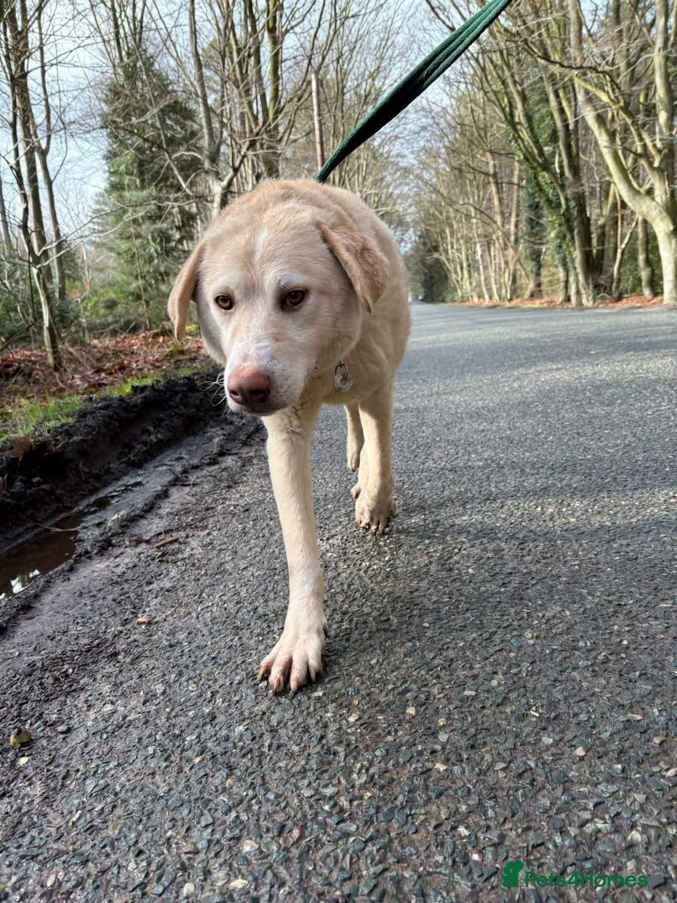 Ralph - Norwich Norfolk photo 11