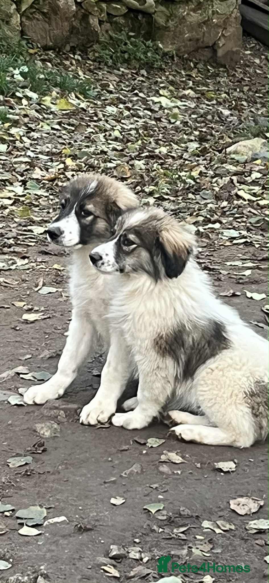 Meet Hannah and Honey !!! photo 11