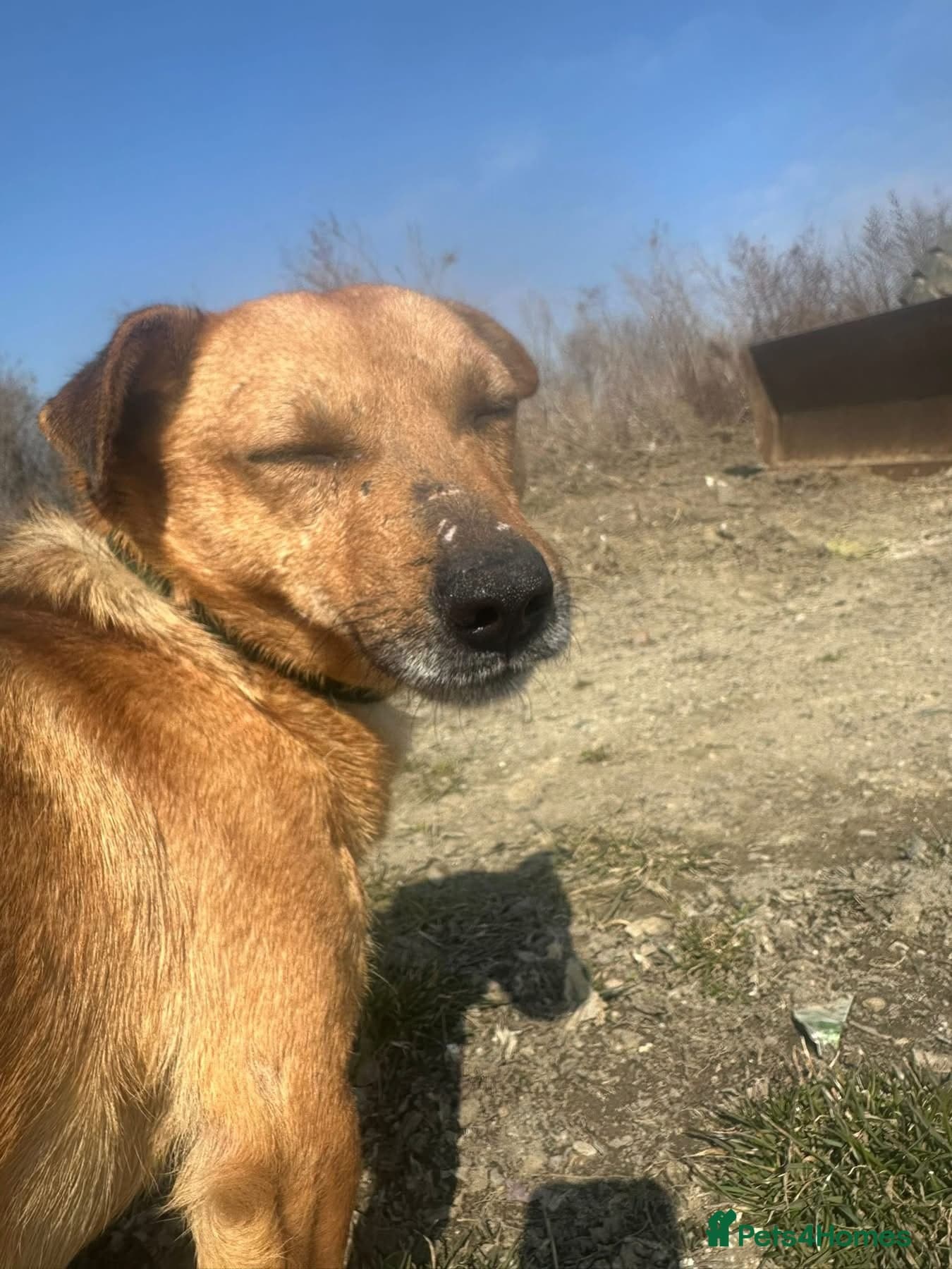 Terry - Norwich Norfolk photo 3