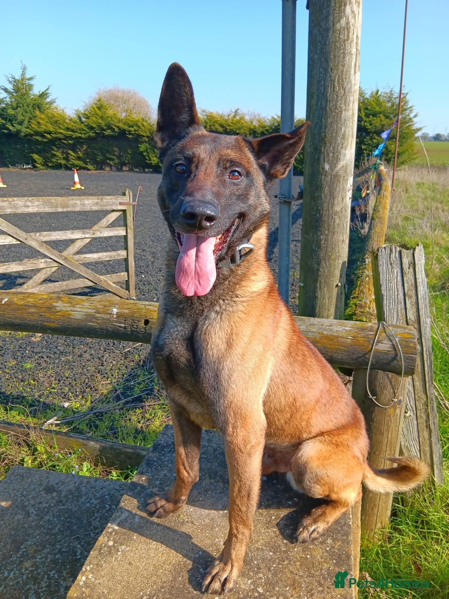 JAKE - Malinois photo 2