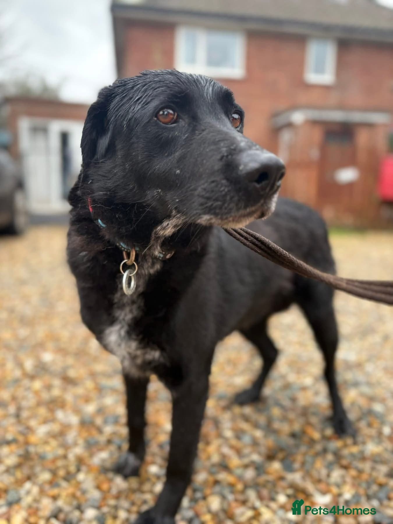 Merlin - Norwich Norfolk photo 3