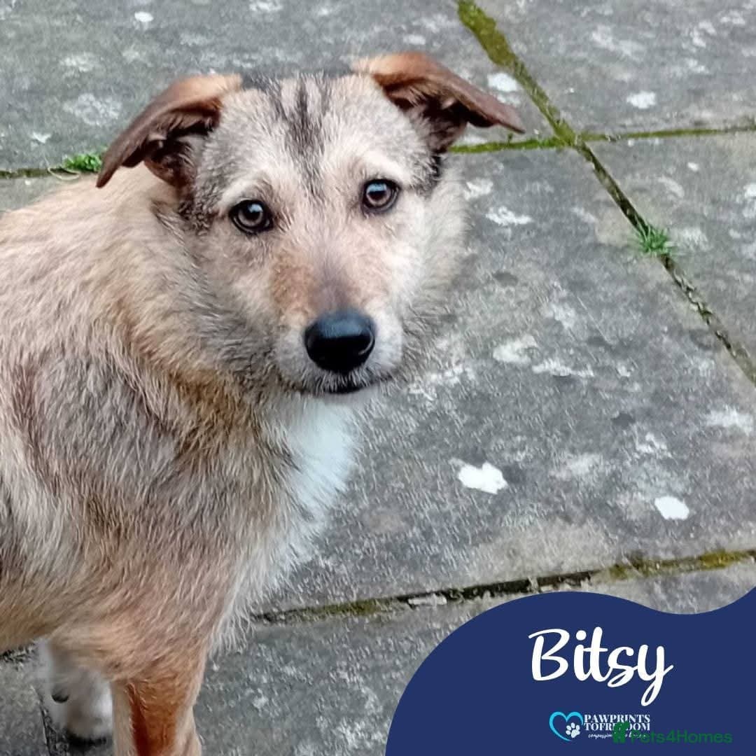Meet Bitsy, currently residing in Wrexham photo 2