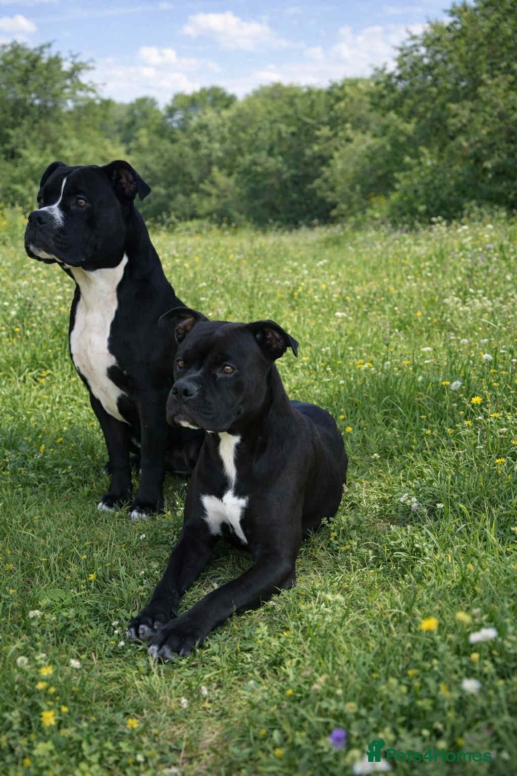 ️🚨URGENT🚨‼️ Bili & Bola 💙🐾 — Mixed Breed