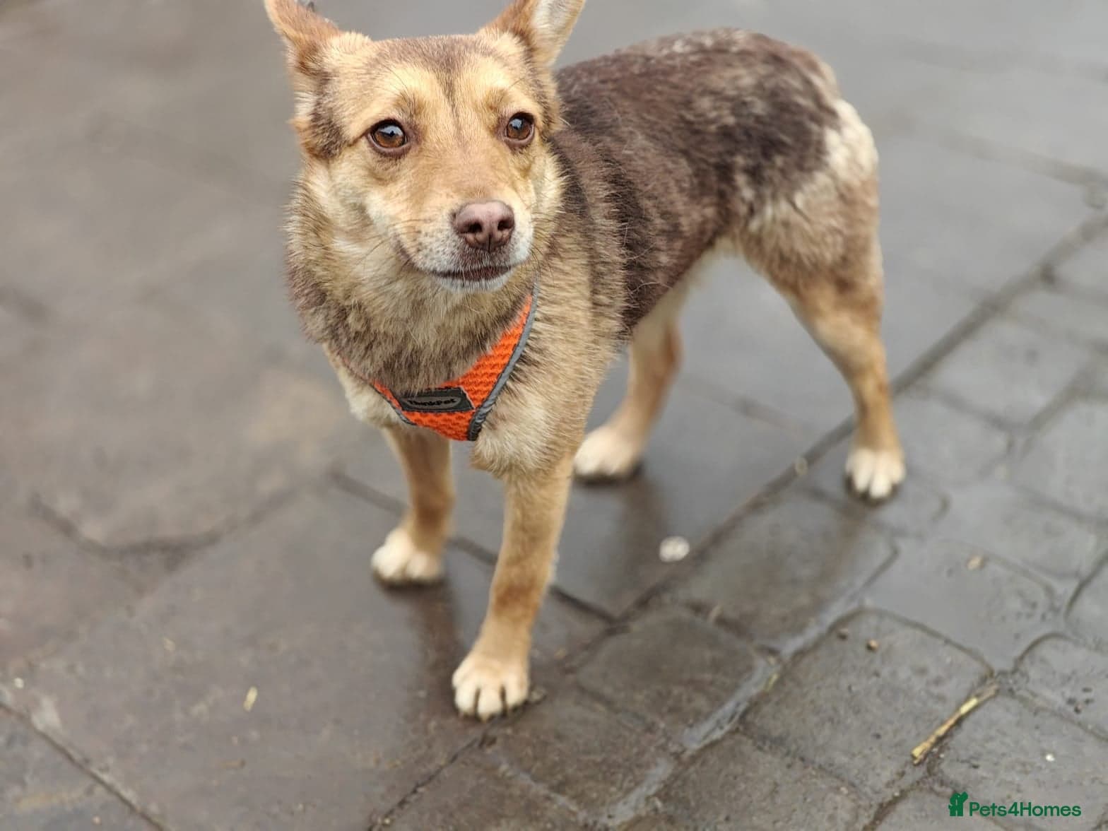 ️🐶 rudya photo 2