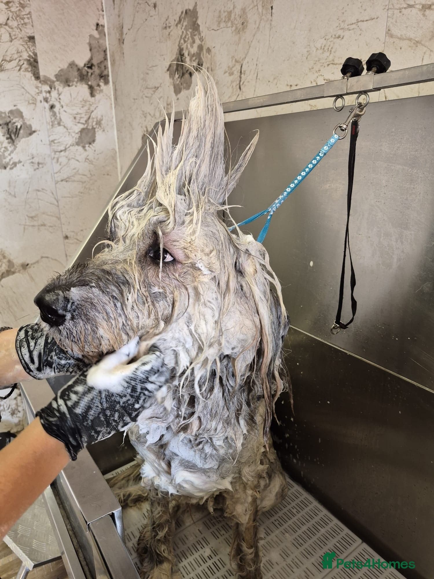 Oscar - our bear boy💚 photo 15