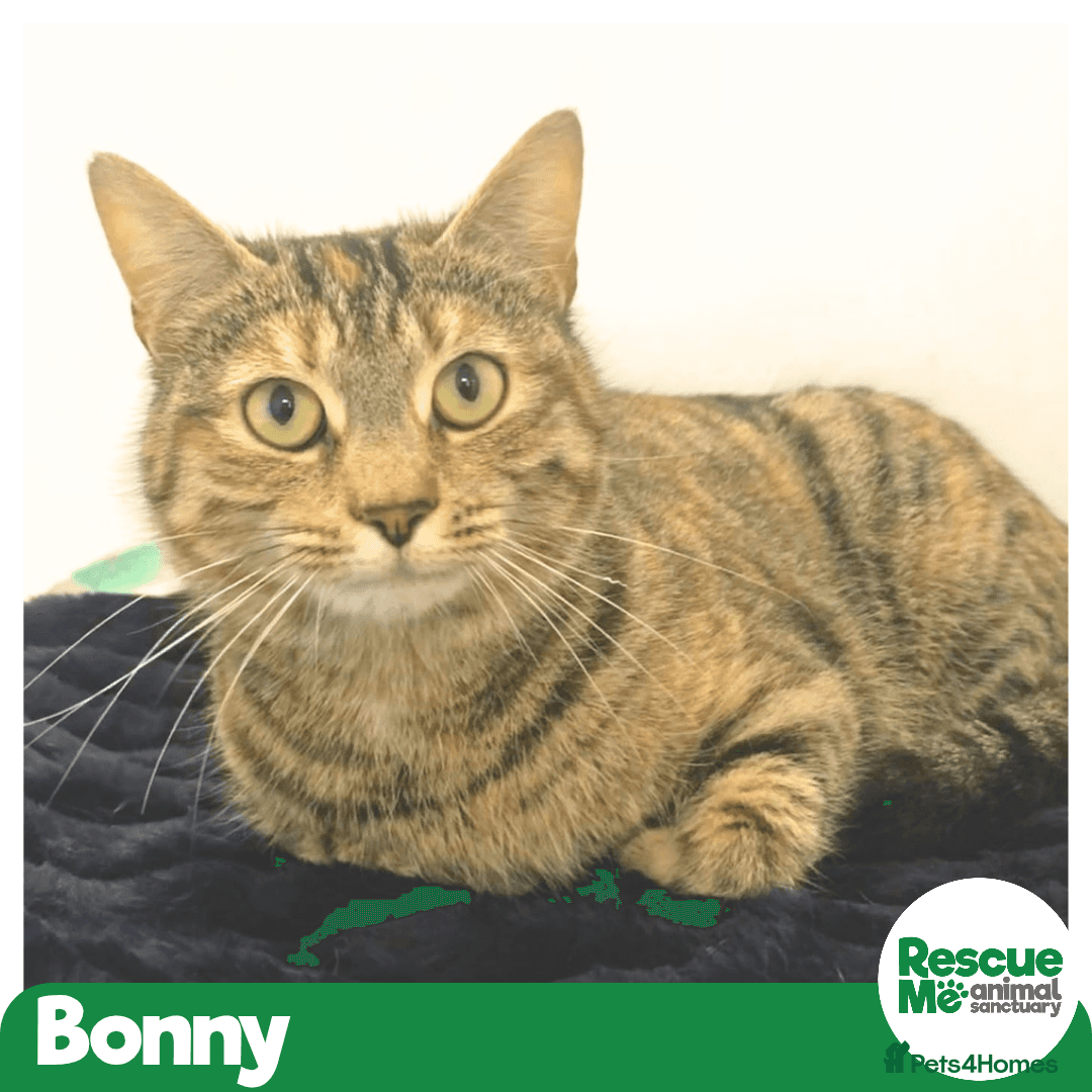 Bonny - sweet friendly girl photo 2