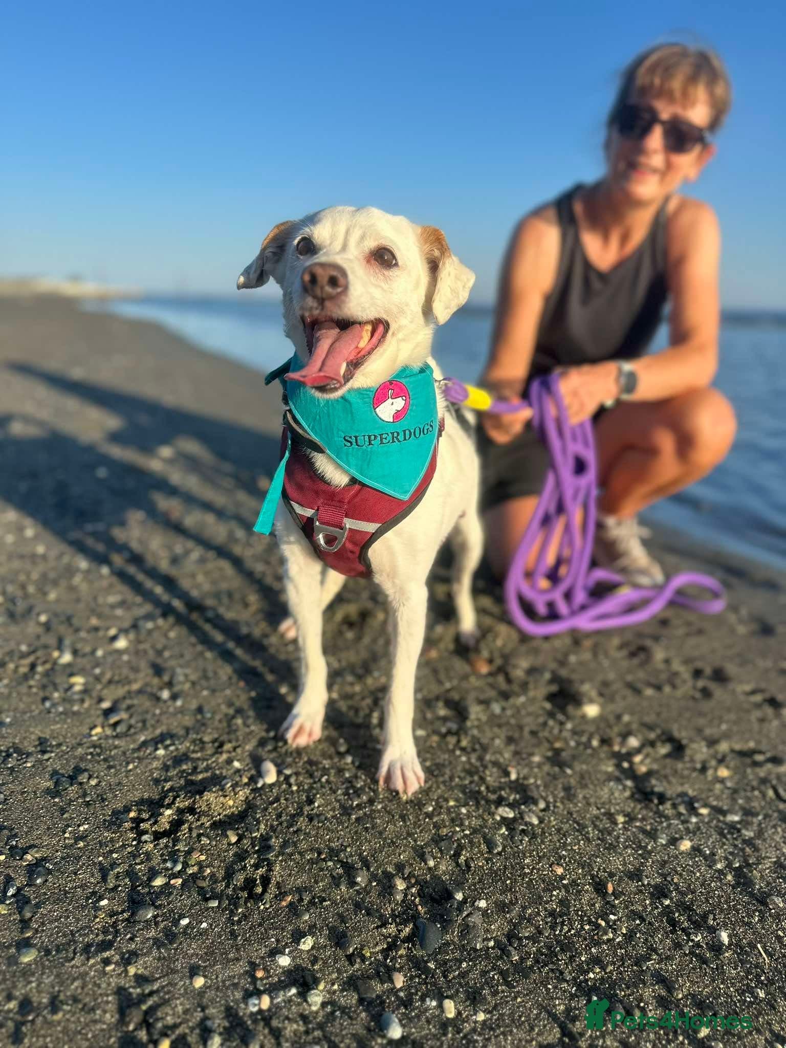 Sweet senior Bobby photo 12