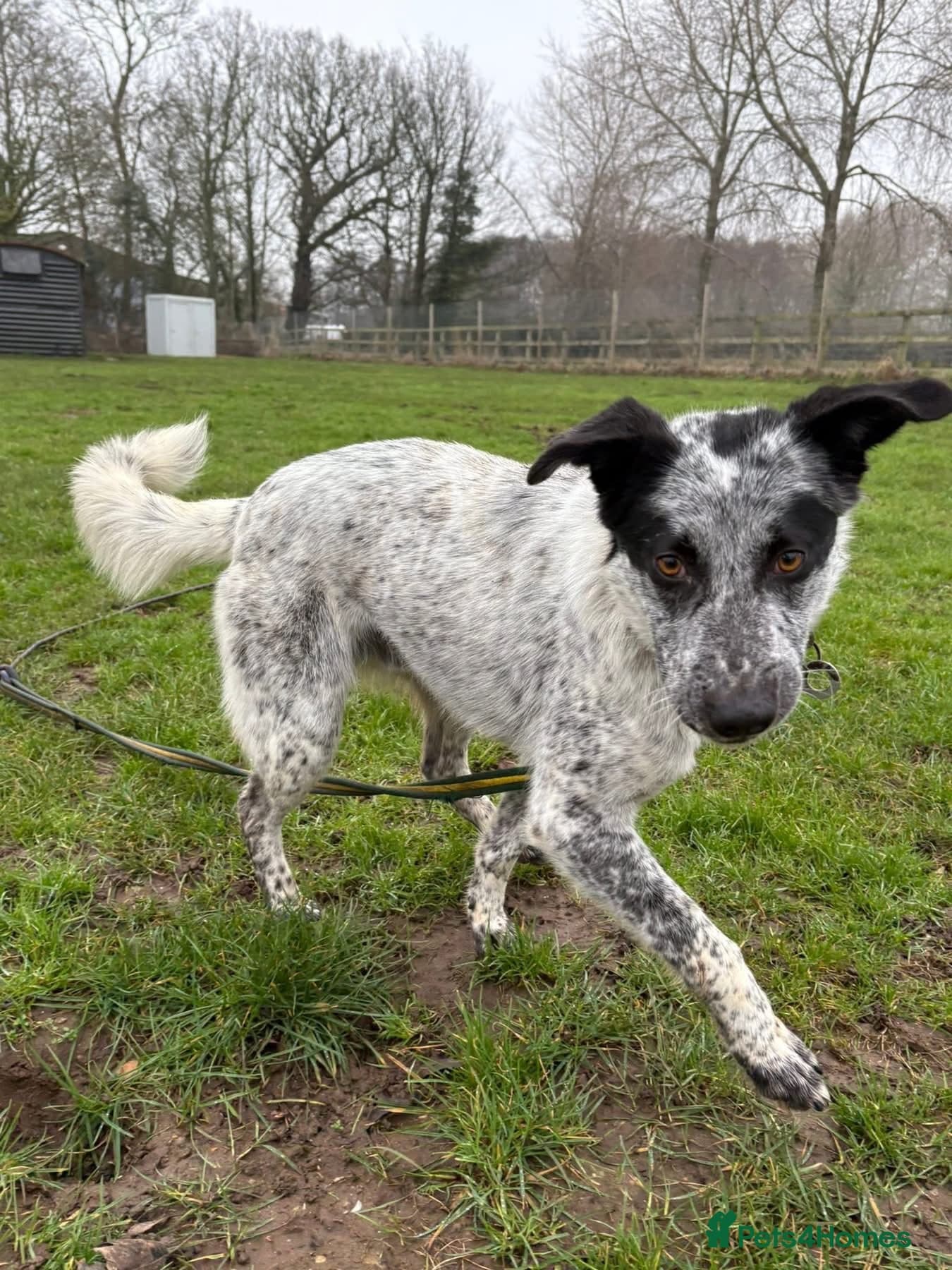 Cessil - Norwich Norfolk photo 7