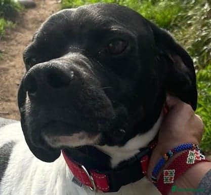 Pointer, Duke photo 9