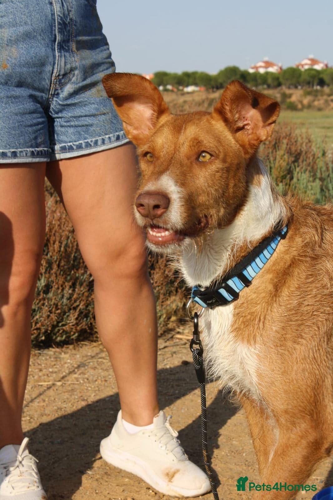 Years waiting - forgotten dogs photo 3