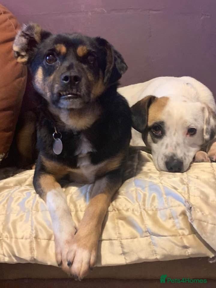 Paddy - Norwich Norfolk photo 15