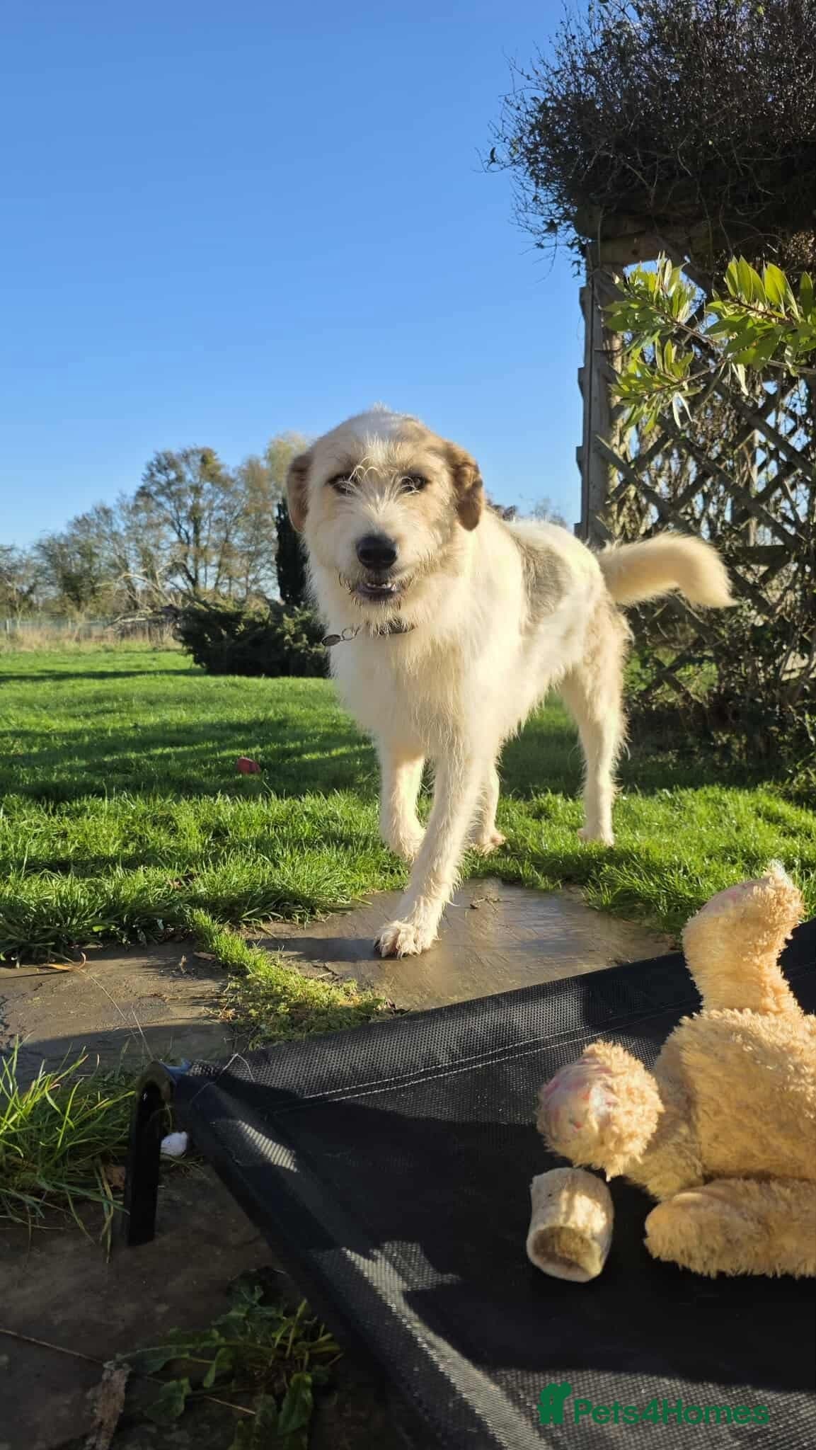 Hershey & Harley 💙 still Waiting photo 7