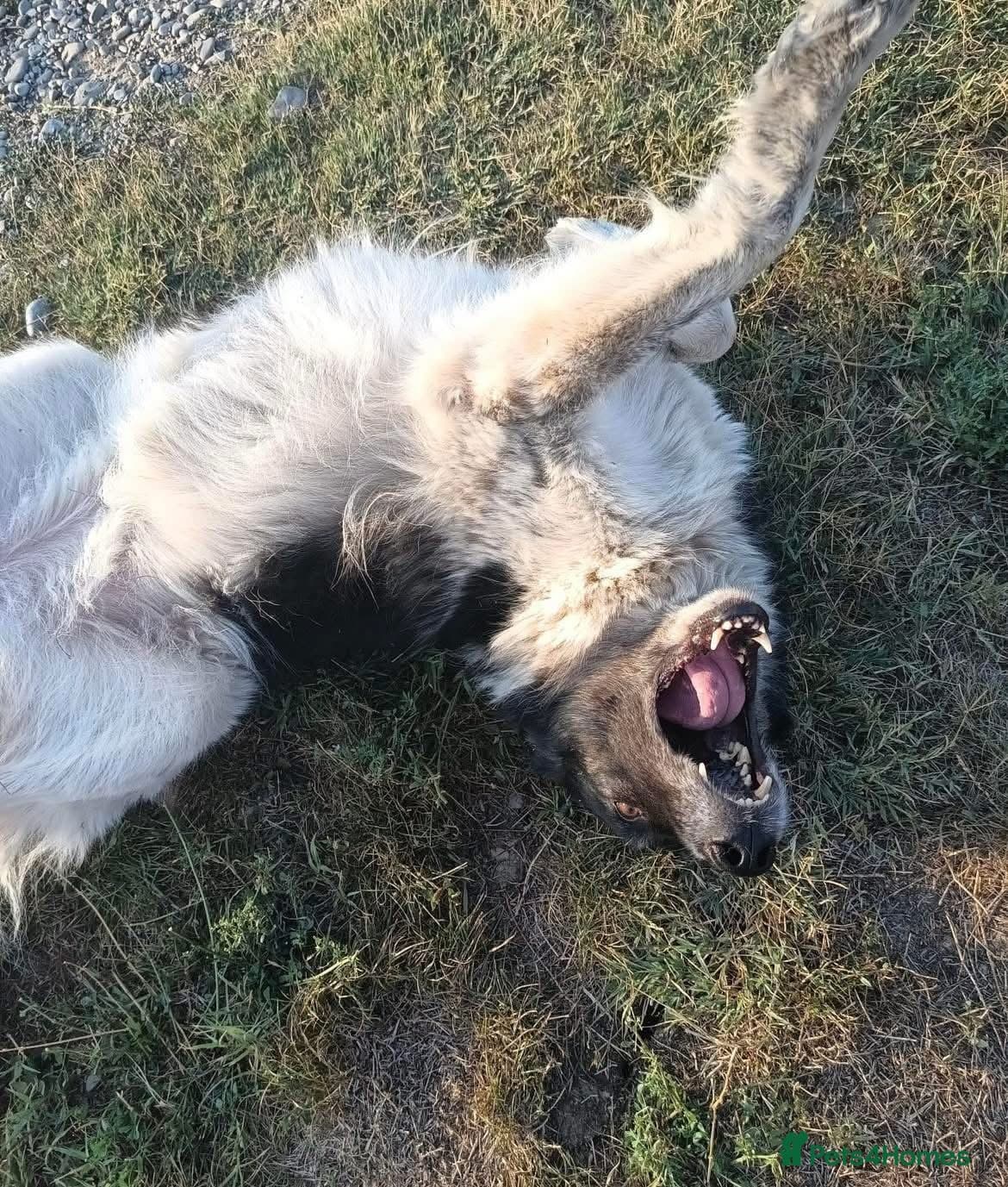 Freya - Norwich Norfolk — Mixed Breed