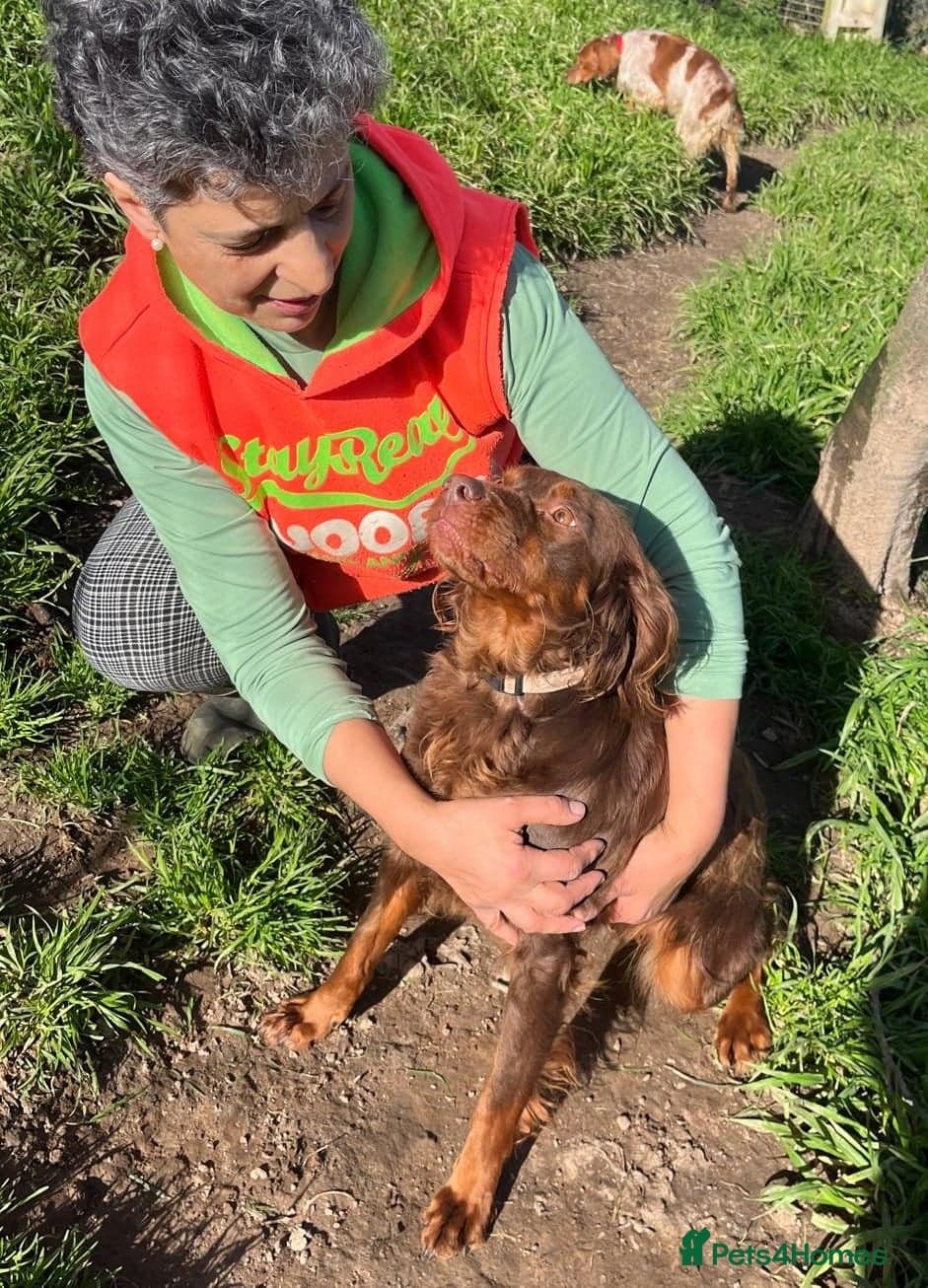 Diana, a lovely young Brittany photo 15