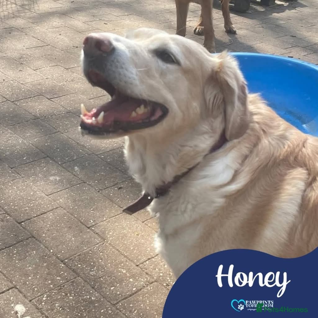 Meet Honey, currently residing in Guilford photo 2