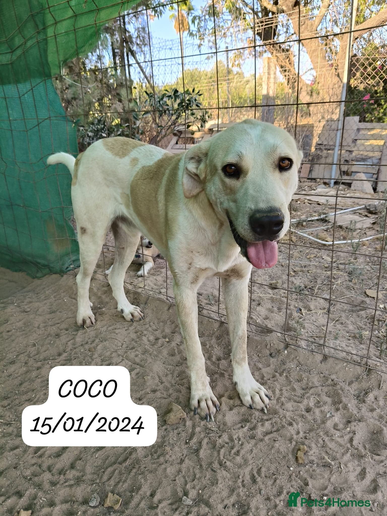 REDUCED Coco photo 2