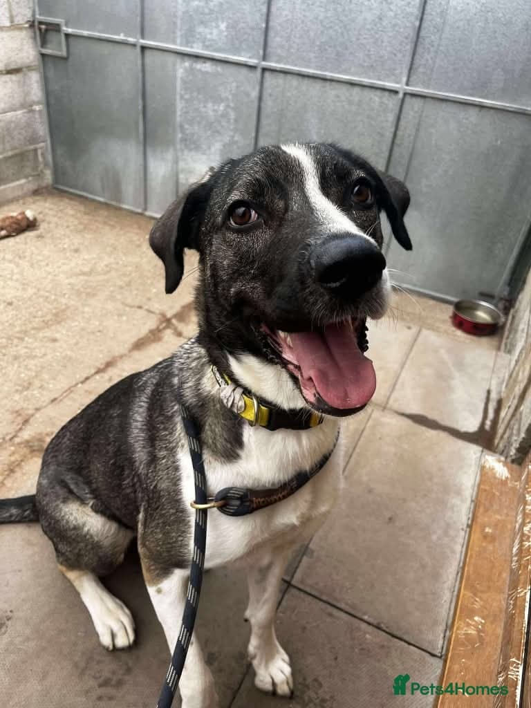 Meet Skye, currently residing in Cheshire — Mixed Breed