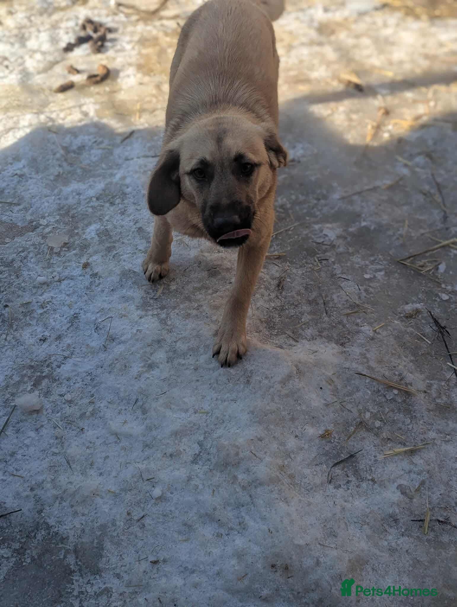 Joy 💖 — Mixed Breed