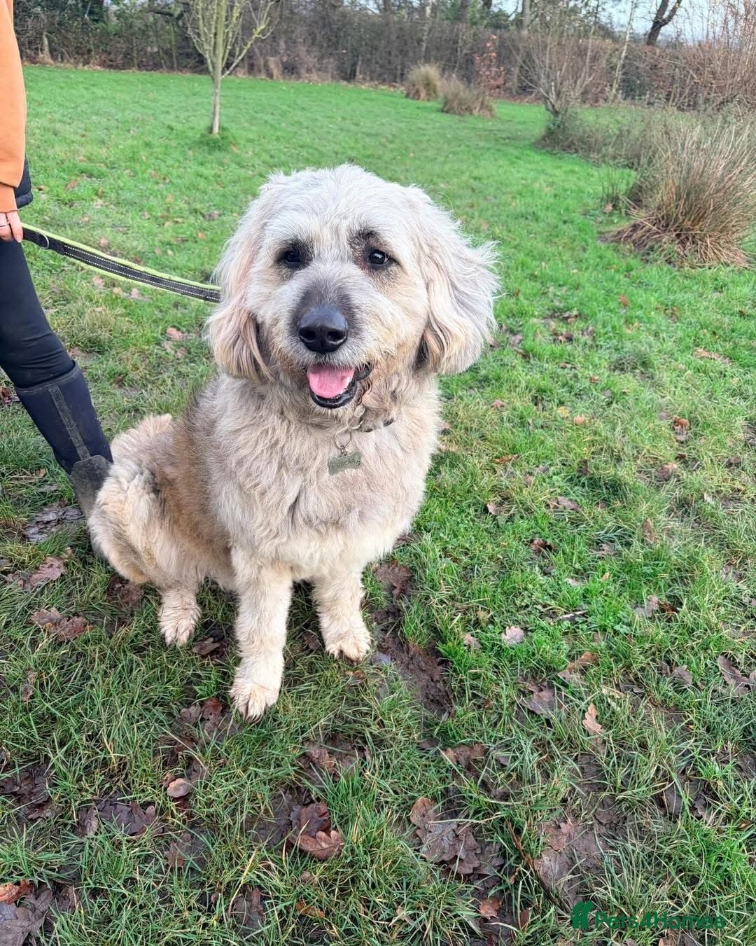 Oscar - our bear boy💚 photo 8