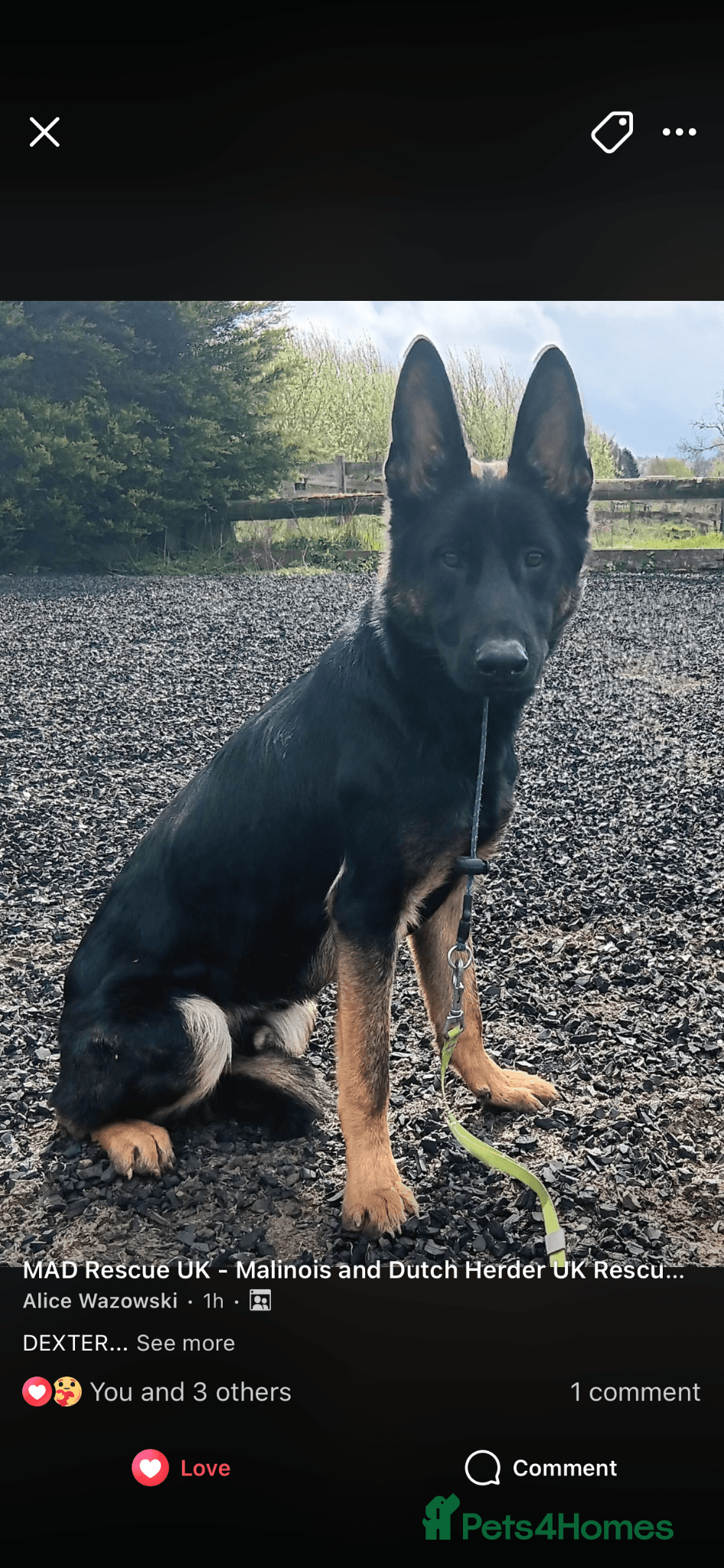 Dexter - gsd x — German Shepherd