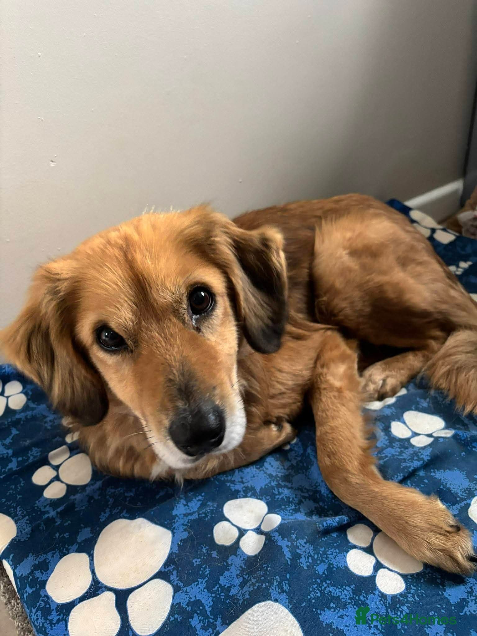 Meet Twiggy,currently residing in Yorkshire photo 9