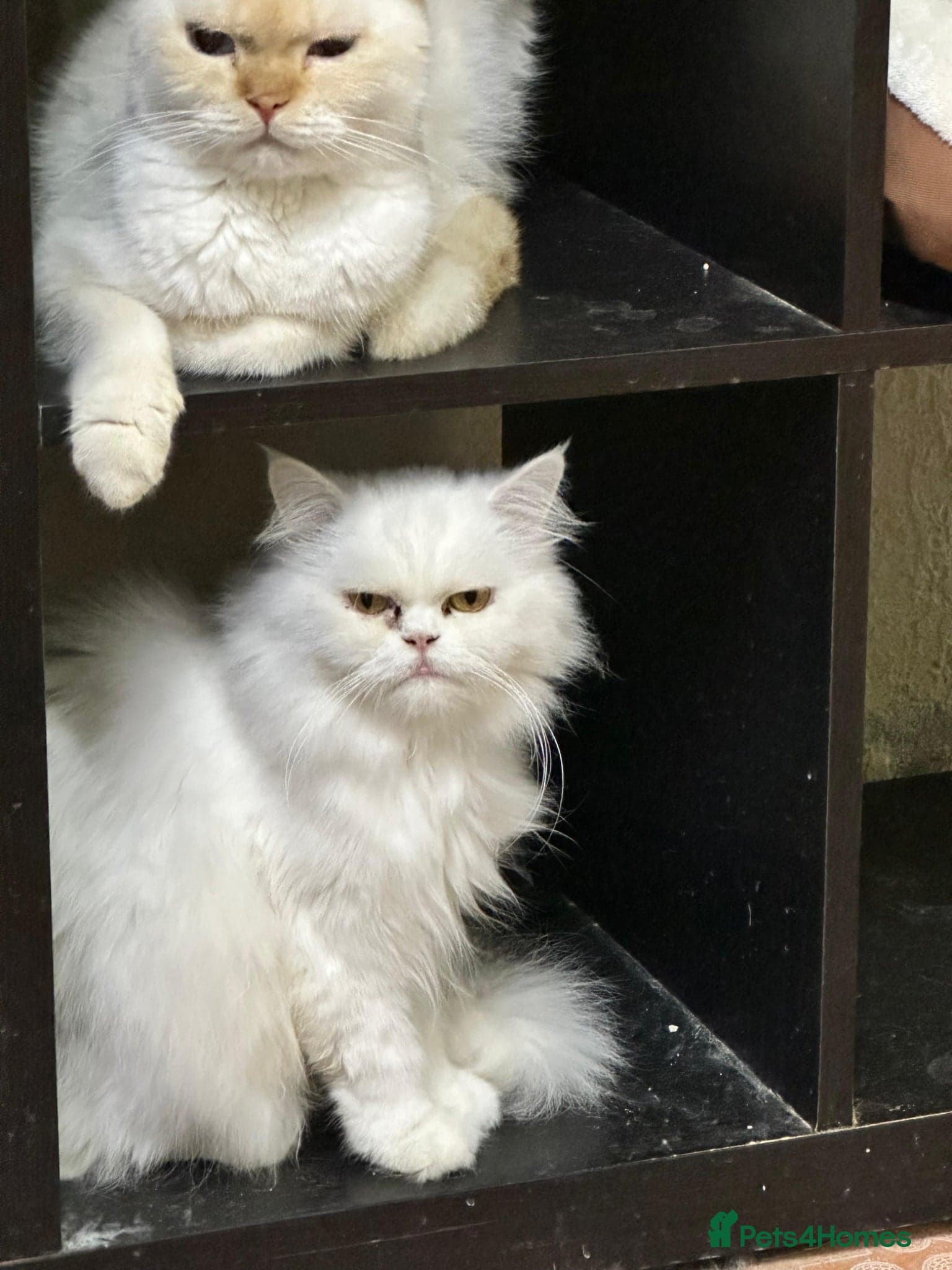 Wilhemeina — Mixed Breed