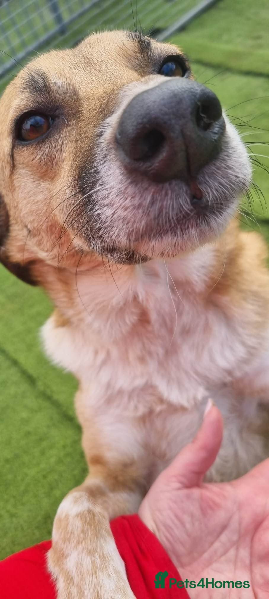 Tessa and Tosca -looking photo 20