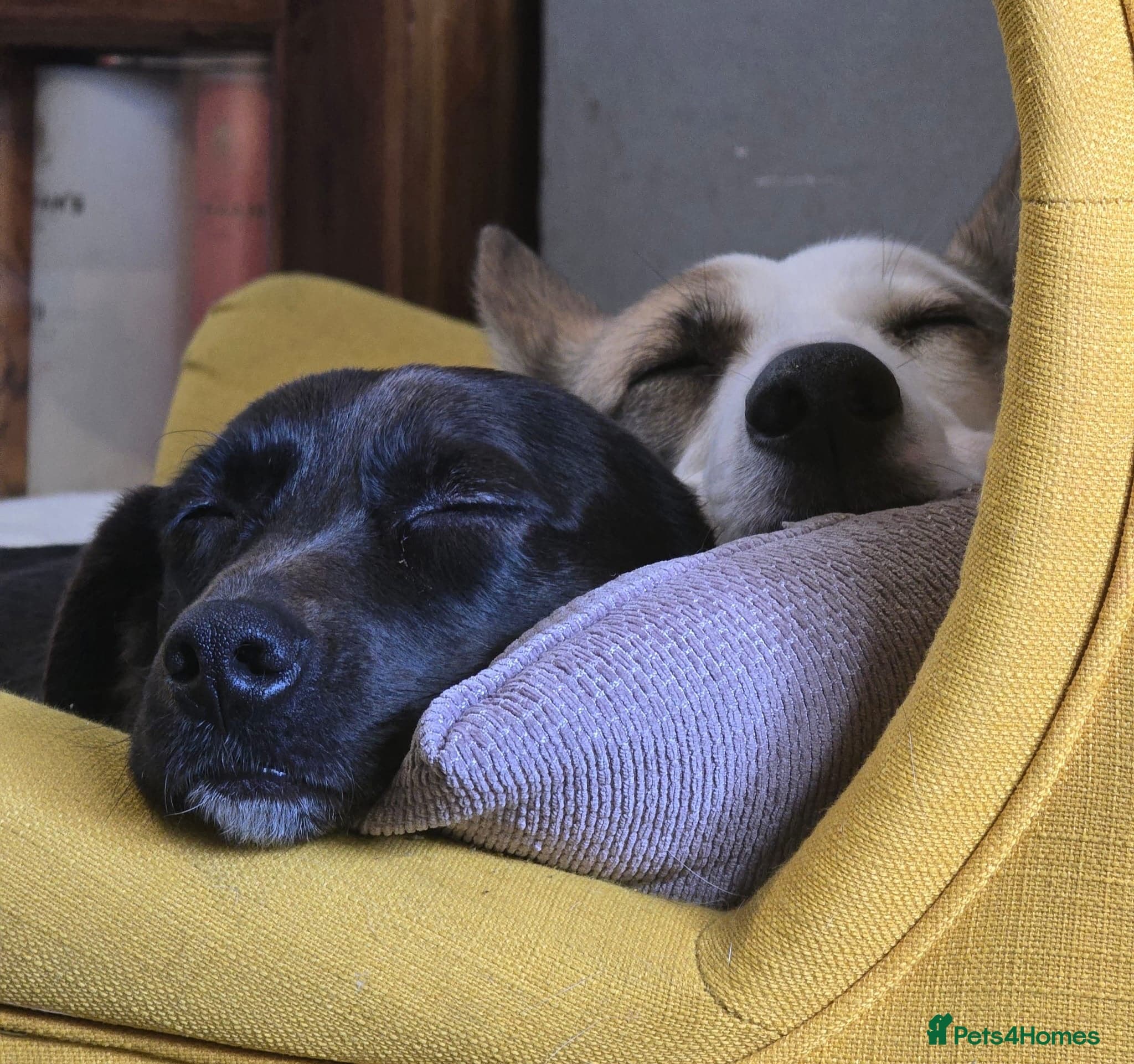 ️🐶 bela photo 9