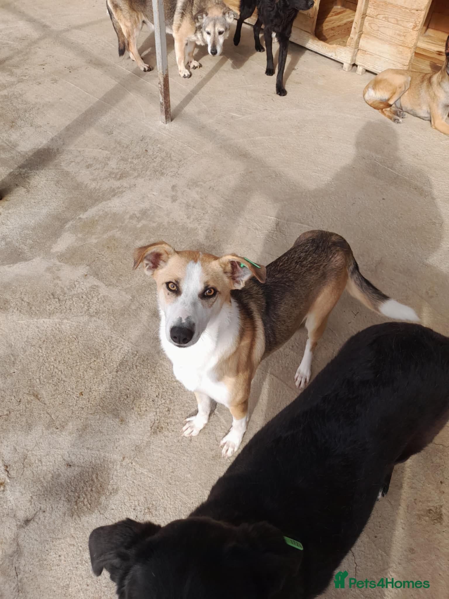 Zelda, 3 yrs old approx. photo 25