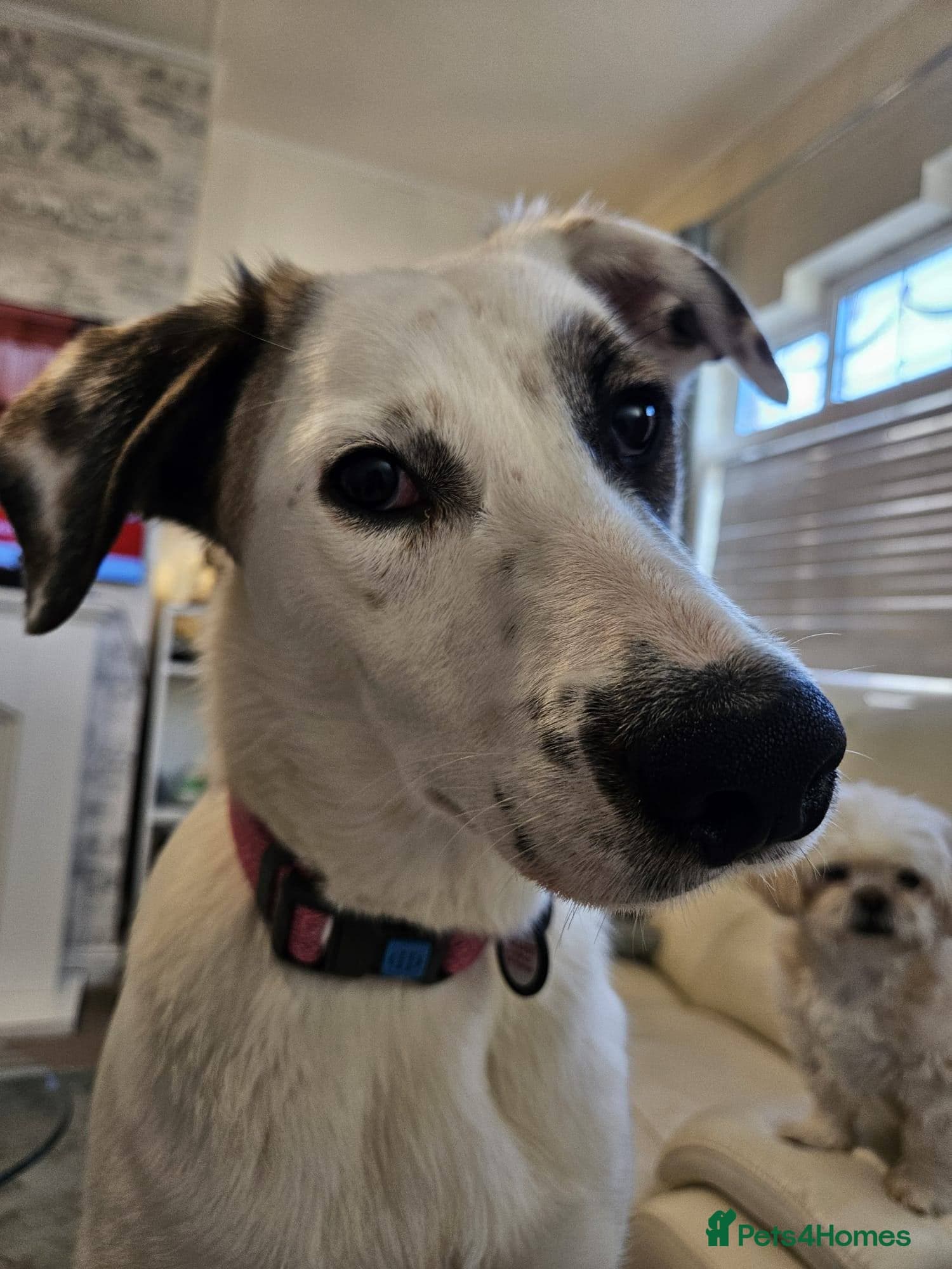 ️PLIAMKA❤️9-month-old loving and playful girl photo 4