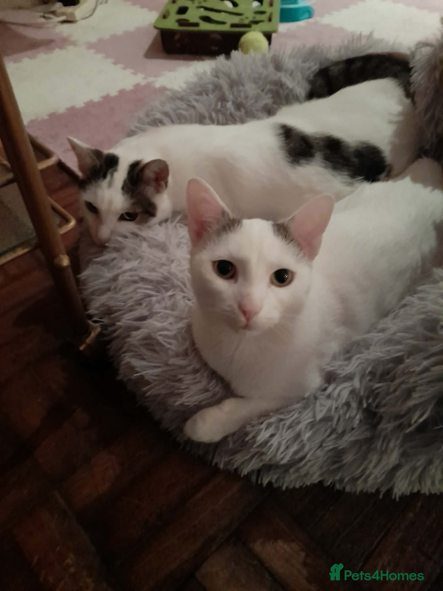 Beautiful Keanu and snow photo 4