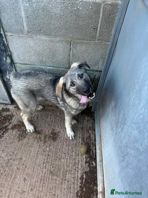 Meet Mars, currently residing in Cheshire photo 7