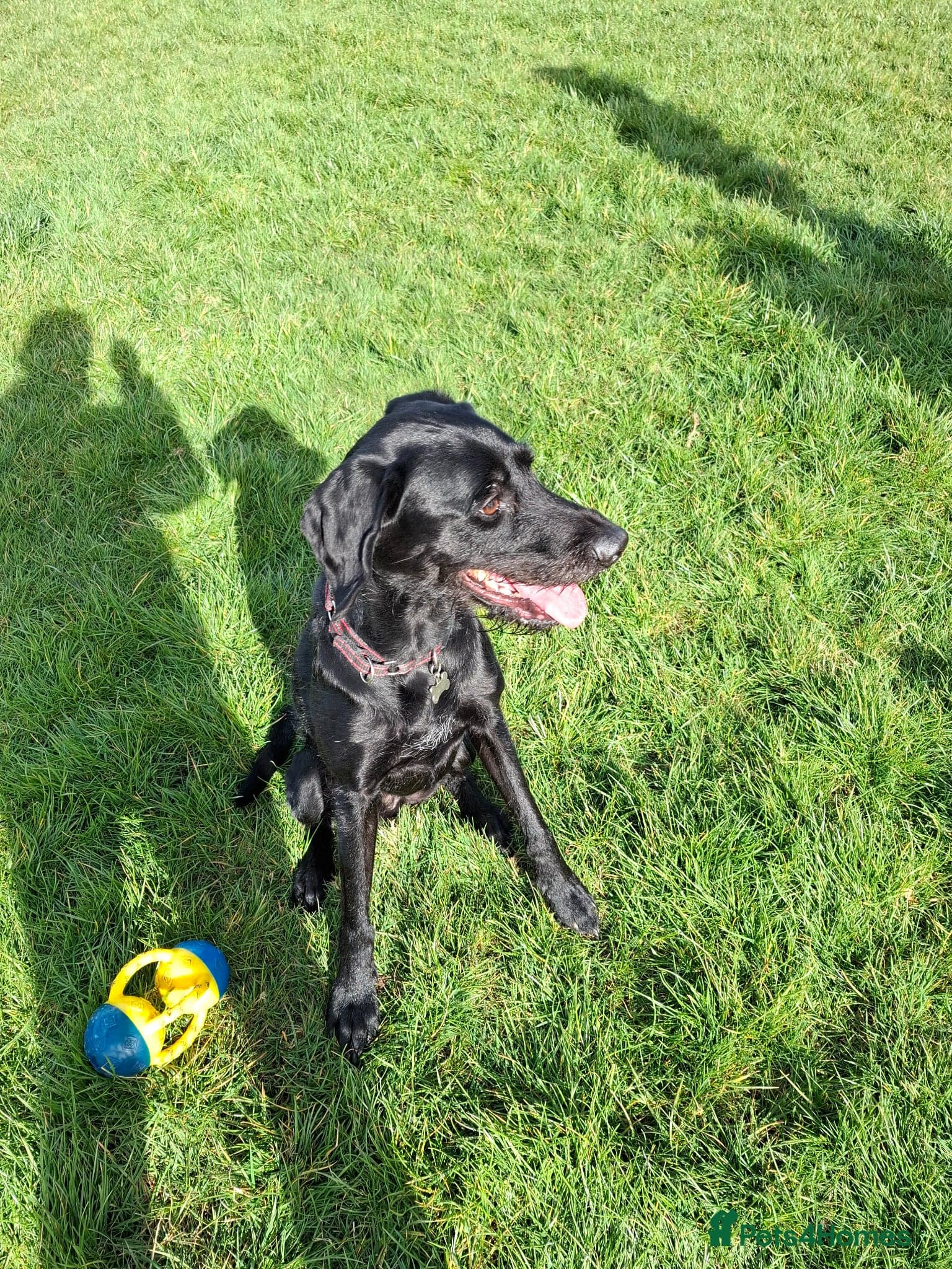 Guppy - GWP x lab photo 7