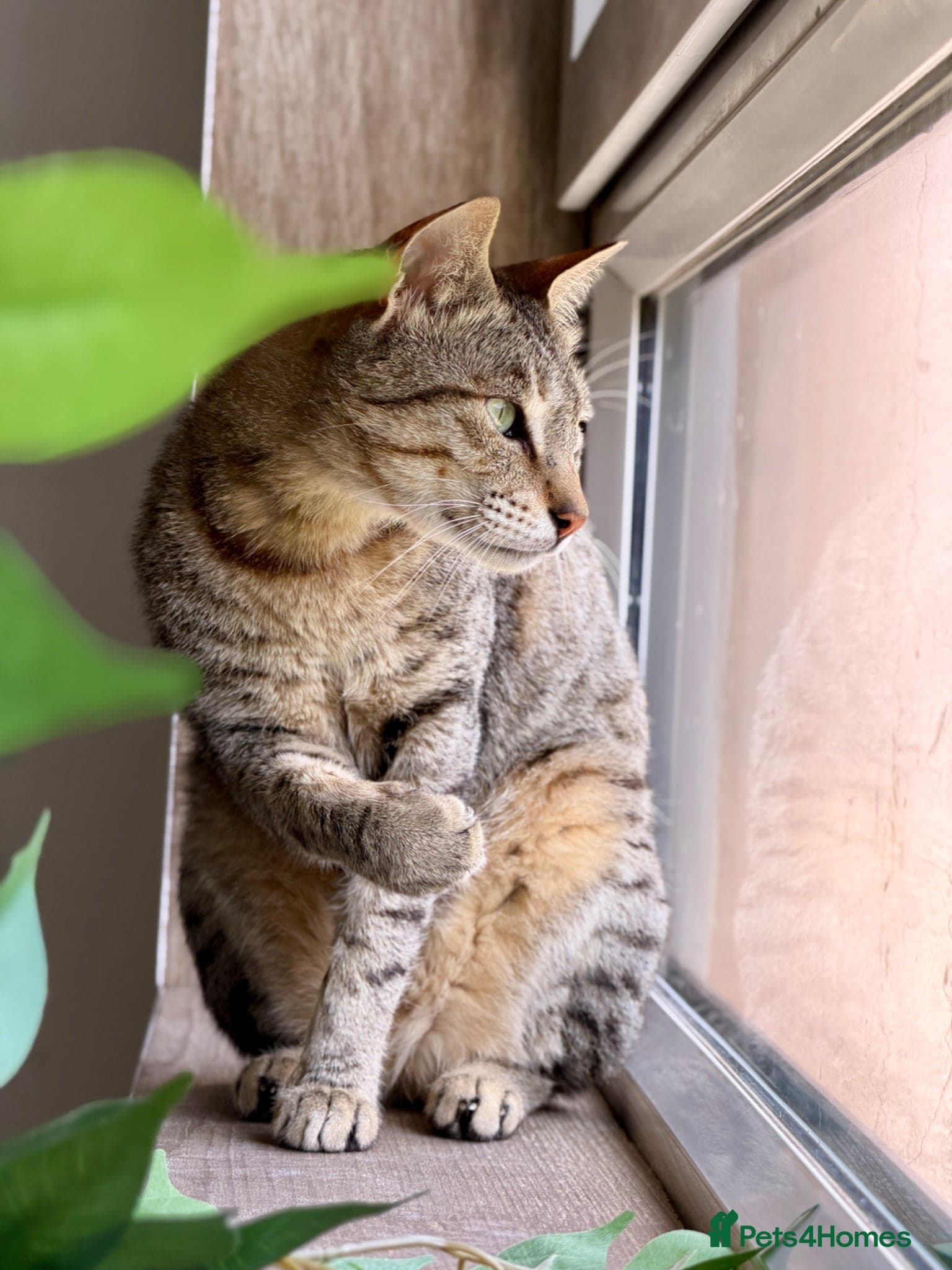 Hera ♥️ (House Cat) photo 13