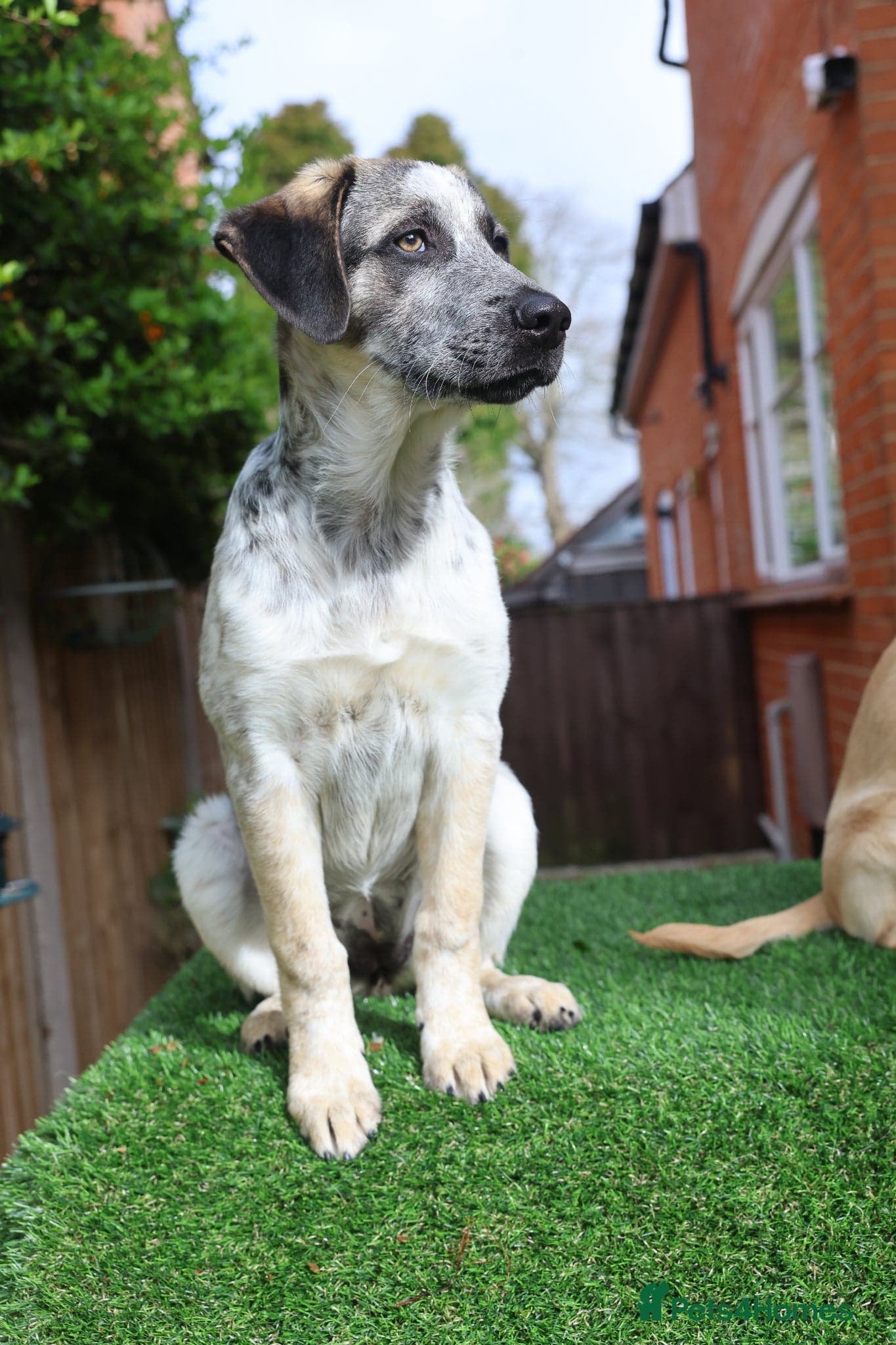 Easygoing Electra - Colourful Lab type photo 10