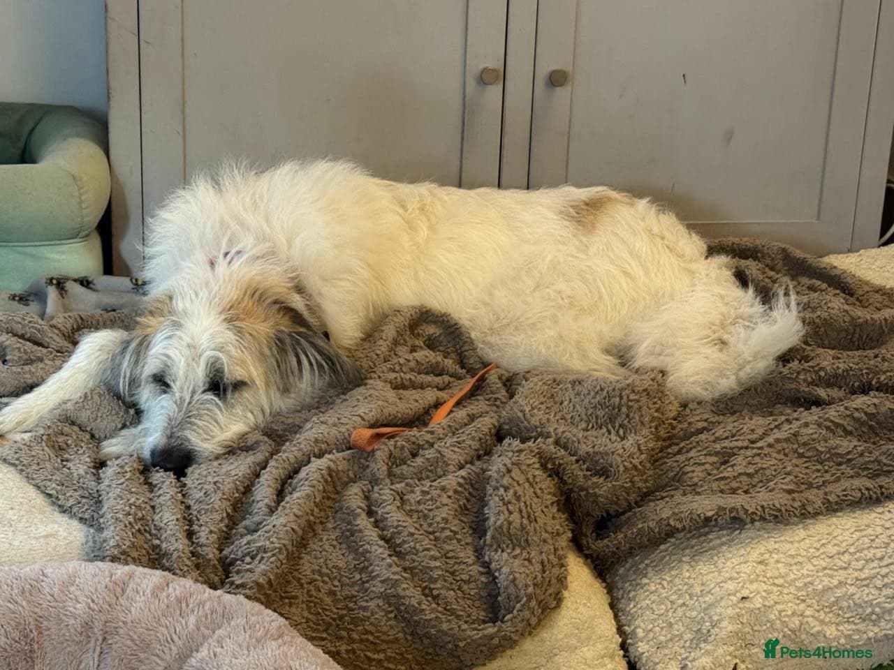 KALLIE- 18 months, loves dogs/playful/active/rural photo 19