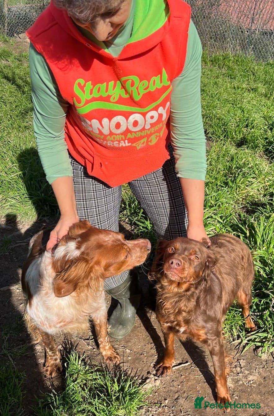 Diana, a lovely young Brittany photo 13