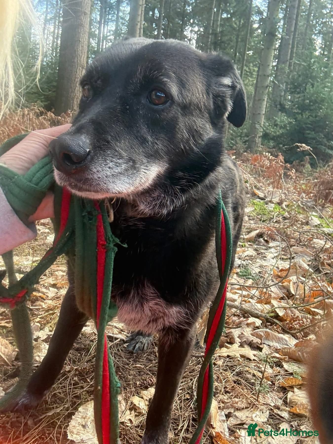 Aramis - Norwich Norfolk photo 6