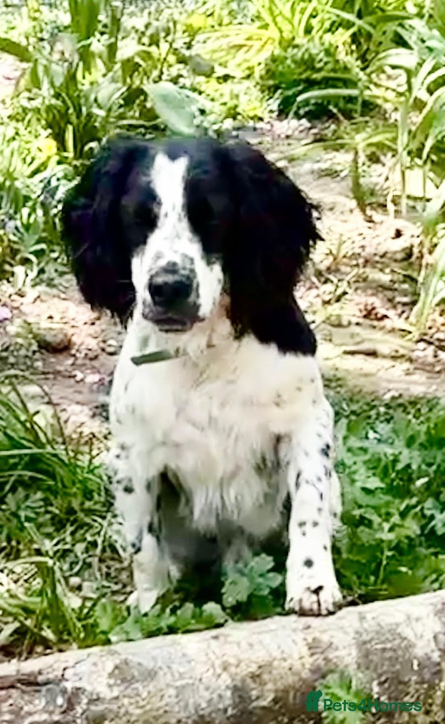 Connor our playful, happy Spaniel mix! photo 8