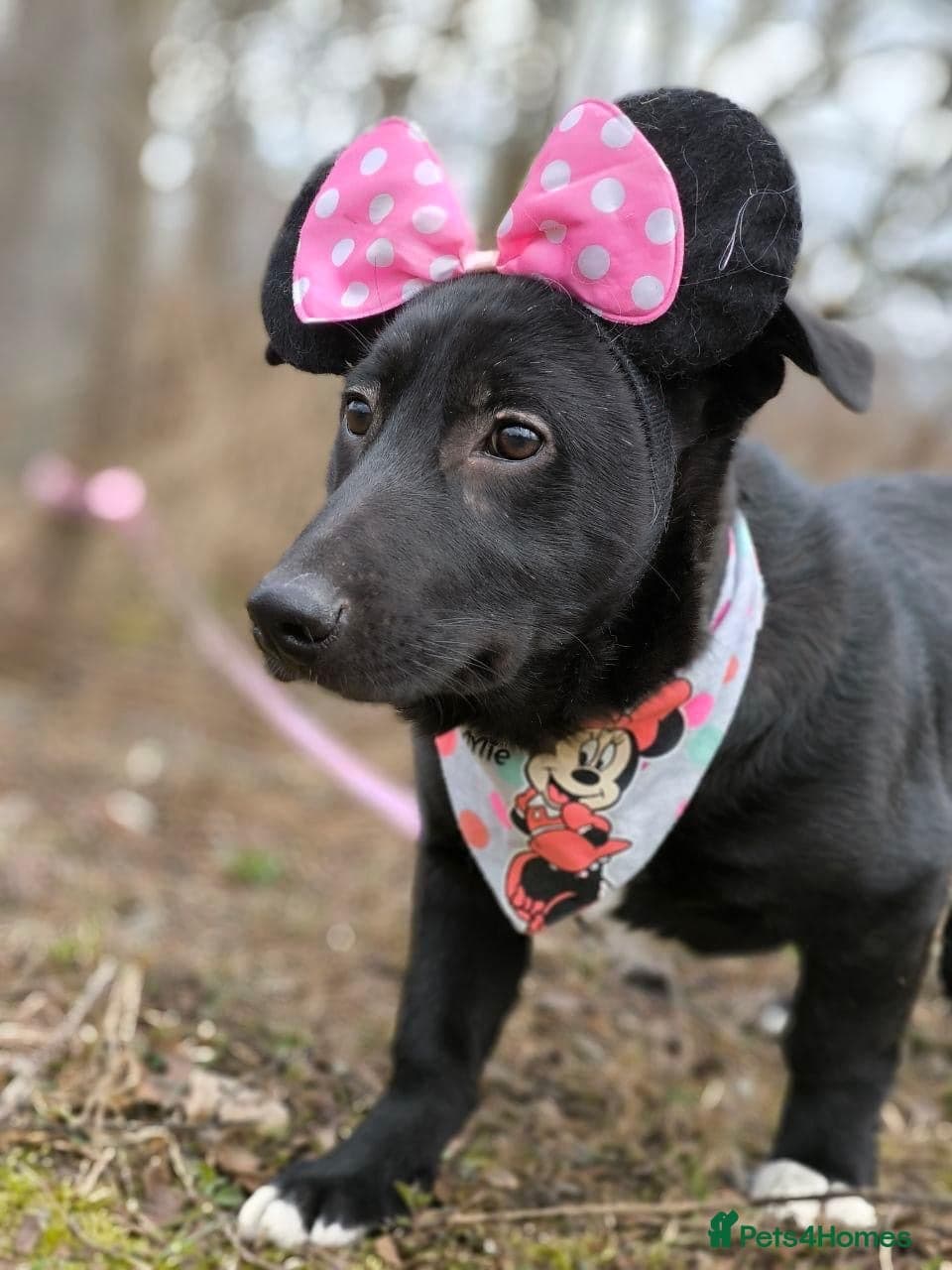 ️🐶 masha photo 2