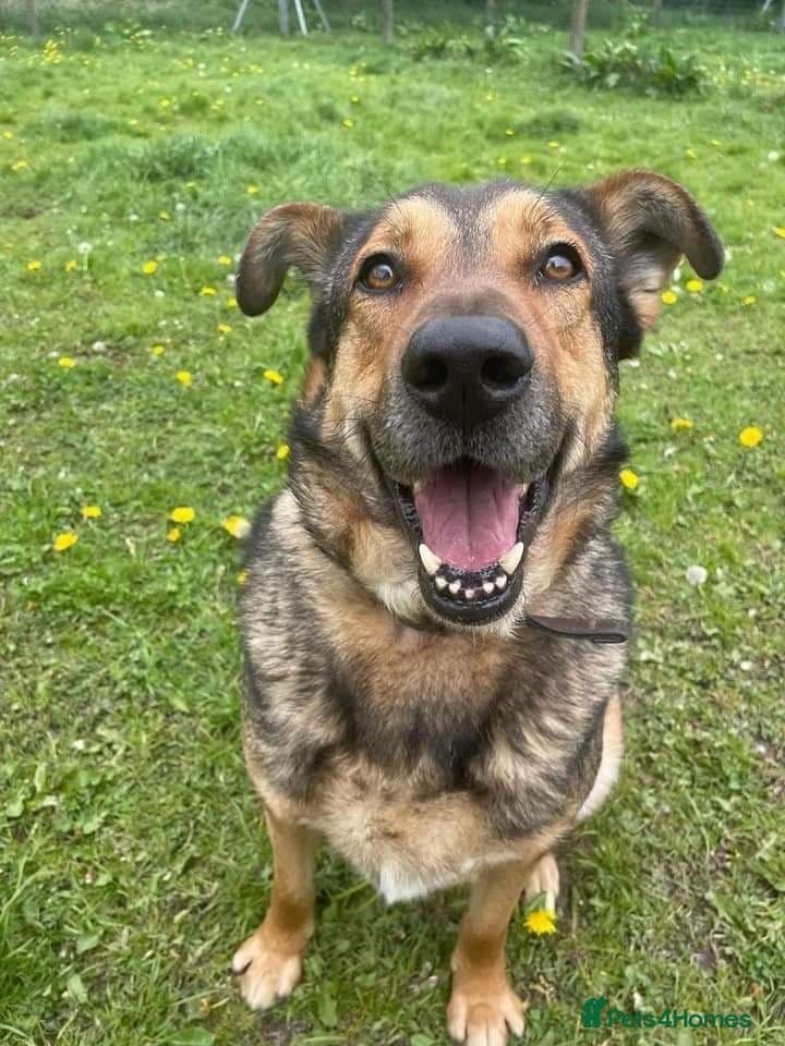 Meet Kobi, currently residing in Cheshire photo 22