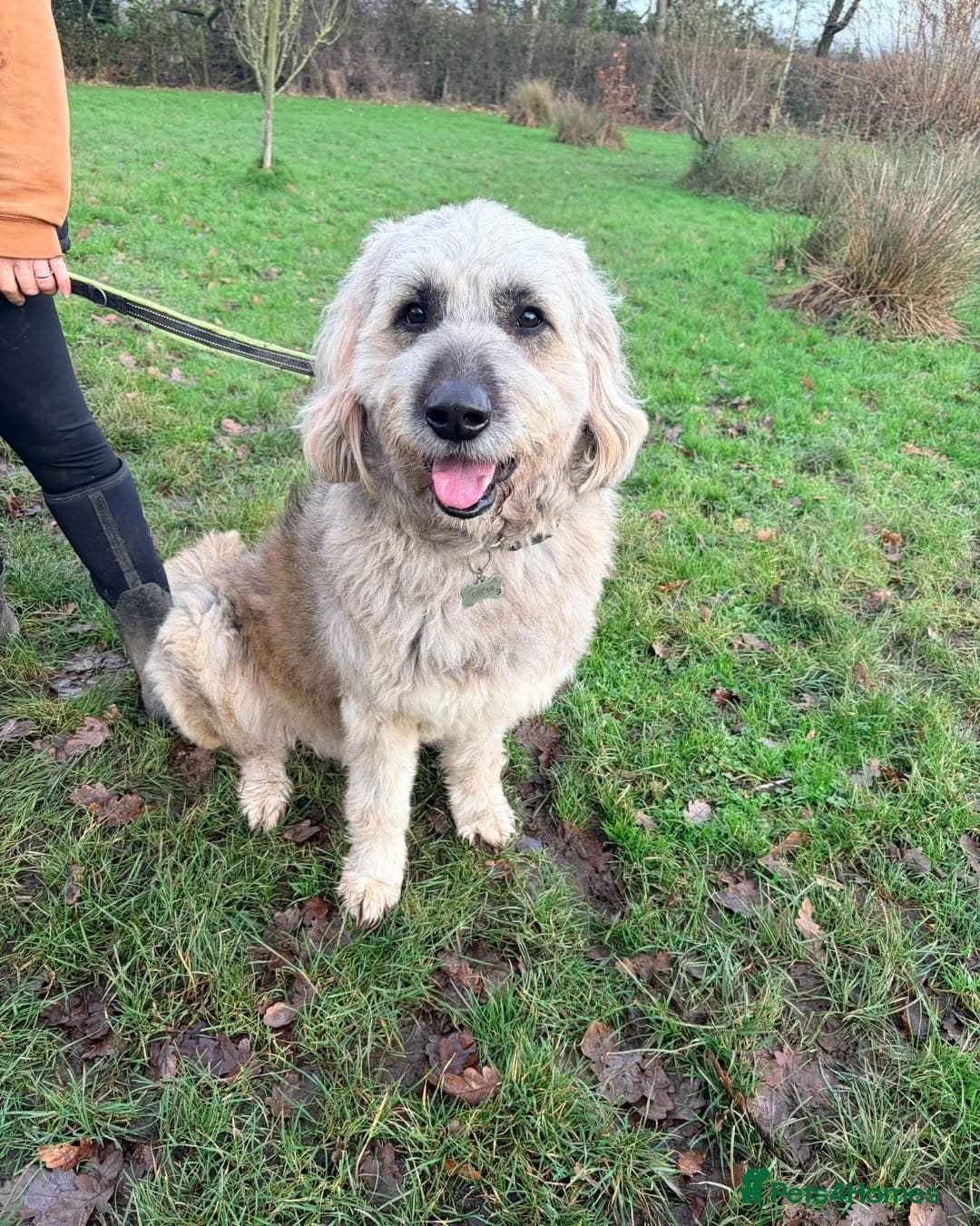 Oscar - our bear boy💚 — Mixed Breed