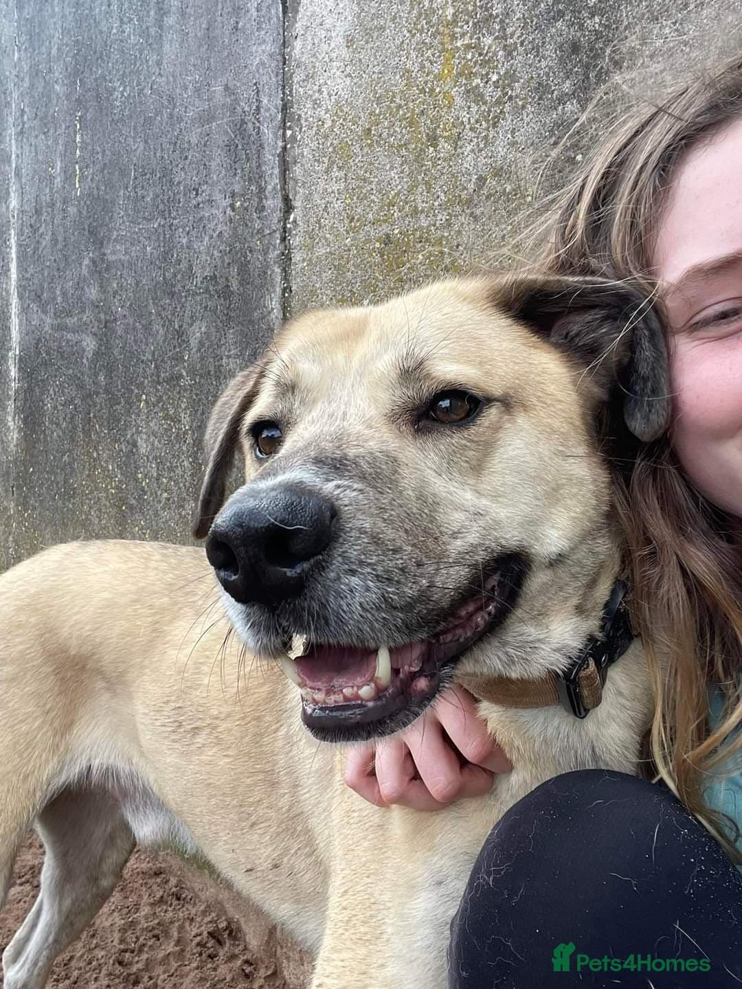 Meet Ziggy, currently residing in Cheshire photo 11