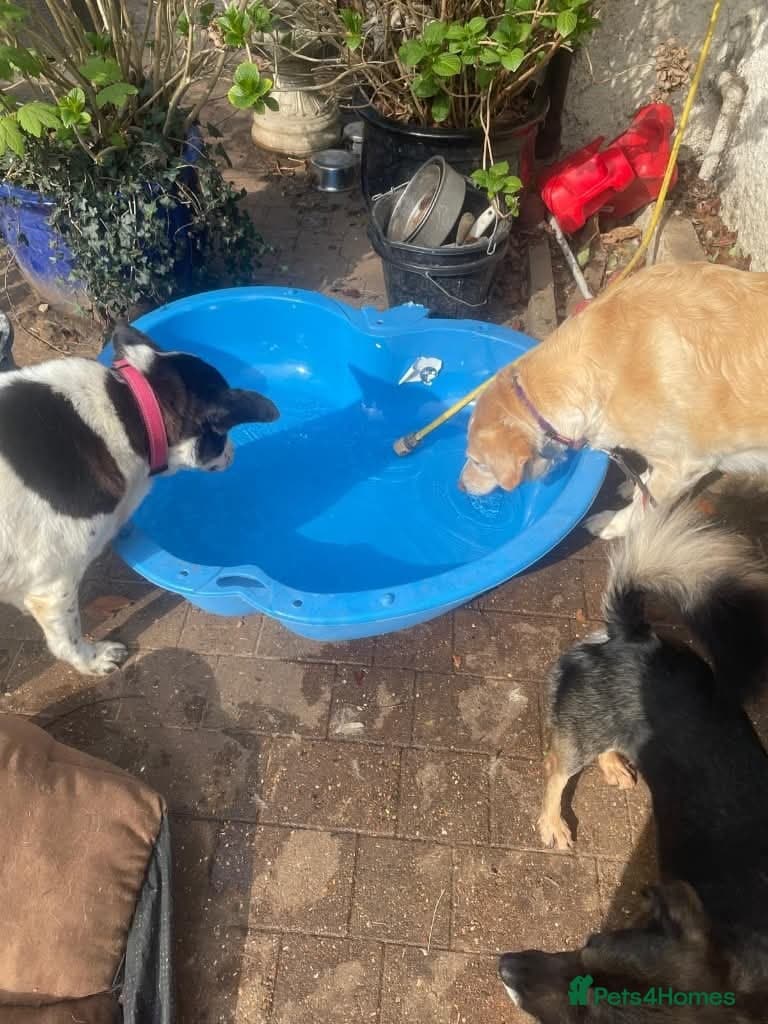 Meet Honey, currently residing in Guilford photo 11