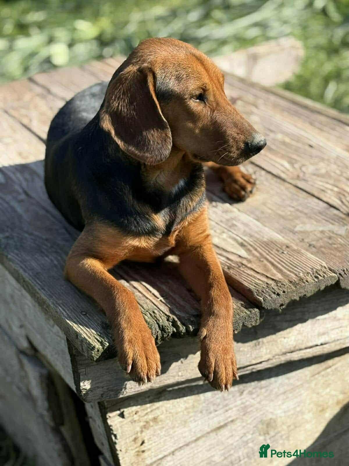 Lena! — Mixed Breed