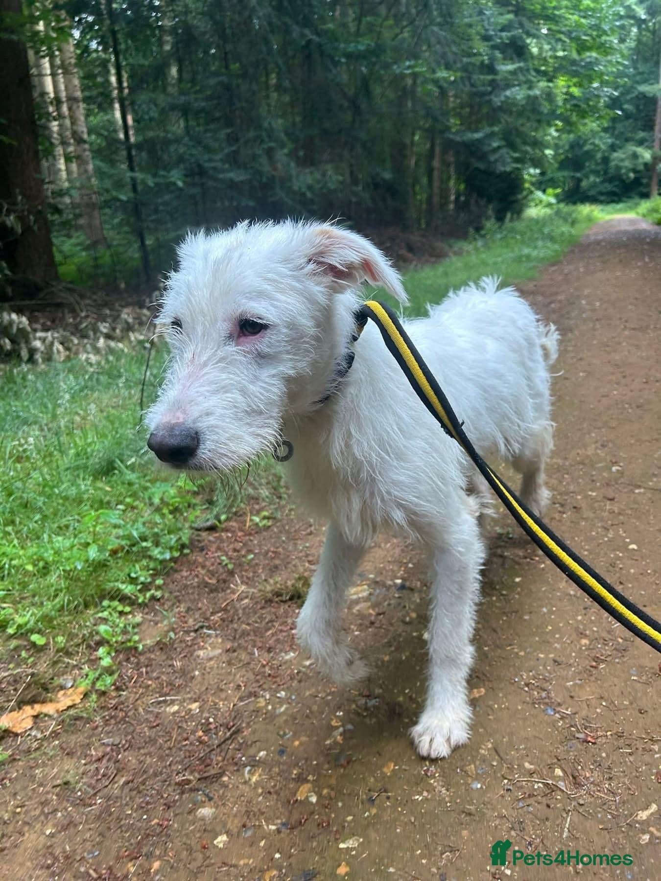 Peter - Norwich Norfolk photo 16